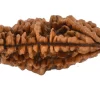 1 Mukhi Rudraksha from Nepal - Astrology Matrix