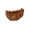 1 Mukhi Rudraksha from Nepal - Astrology Matrix