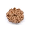 10 Mukhi Rudraksha from Nepal by Astrology Matrix