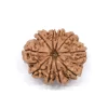 10 Mukhi Rudraksha from Nepal by Astrology Matrix