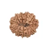 11 Mukhi Rudraksha from Nepal by Astrology Matrix