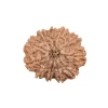 11 Mukhi Rudraksha from Nepal by Astrology Matrix