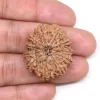 11 Mukhi Rudraksha from Nepal by Astrology Matrix