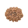 12 Mukhi Rudraksha from Nepal by Astrology Matrix