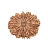 12 Mukhi Rudraksha from Nepal by Astrology Matrix