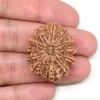 12 Mukhi Rudraksha from Nepal by Astrology Matrix