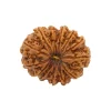 13 Mukhi Rudraksha from Nepal by Astrology Matrix