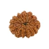 13 Mukhi Rudraksha from Nepal by Astrology Matrix