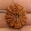 13 Mukhi Rudraksha from Nepal by Astrology Matrix