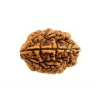 2 Mukhi Rudraksha from Nepal by Astrology Matrix