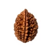 2 Mukhi Rudraksha from Nepal by Astrology Matrix