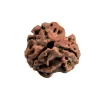 3 Mukhi Rudraksha from Nepal by Astrology Matrix