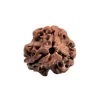 3 Mukhi Rudraksha from Nepal by Astrology Matrix