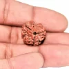 3 Mukhi Rudraksha from Nepal by Astrology Matrix