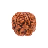 4 Mukhi Rudraksha from Nepal by Astrology Matrix