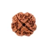 4 Mukhi Rudraksha from Nepal by Astrology Matrix