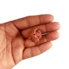 4 Mukhi Rudraksha from Nepal by Astrology Matrix