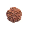 6 Mukhi Rudraksha from Nepal by Astrology Matrix