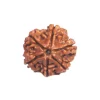 6 Mukhi Rudraksha from Nepal by Astrology Matrix