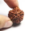 6 Mukhi Rudraksha from Nepal by Astrology Matrix