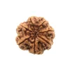 7 Mukhi Rudraksha from Nepal by Astrology Matrix