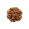 7 Mukhi Rudraksha from Nepal by Astrology Matrix