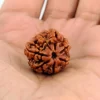 7 Mukhi Rudraksha from Nepal by Astrology Matrix