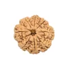 8 Mukhi Rudraksha from Nepal by Astrology Matrix