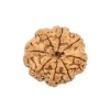 8 Mukhi Rudraksha from Nepal by Astrology Matrix