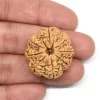 8 Mukhi Rudraksha from Nepal by Astrology Matrix