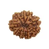 9 Mukhi Rudraksha from Nepal by Astrology Matrix