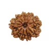 9 Mukhi Rudraksha from Nepal by Astrology Matrix