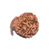 Ganesh Rudraksha from Nepal by Astrology Matrix