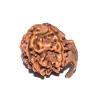 Ganesh Rudraksha from Nepal by Astrology Matrix