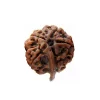 Ganesh Rudraksha from Nepal by Astrology Matrix