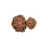 Gauri Ganesh Rudraksha from Nepal by Astrology Matrix