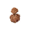 Gauri Ganesh Rudraksha from Nepal by Astrology Matrix