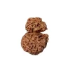 Gauri Ganesh Rudraksha from Nepal by Astrology Matrix