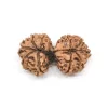 Gauri Shankar Rudraksha from Nepal by Astrology Matrix