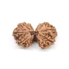 Gauri Shankar Rudraksha from Nepal by Astrology Matrix