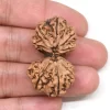 Gauri Shankar Rudraksha from Nepal by Astrology Matrix